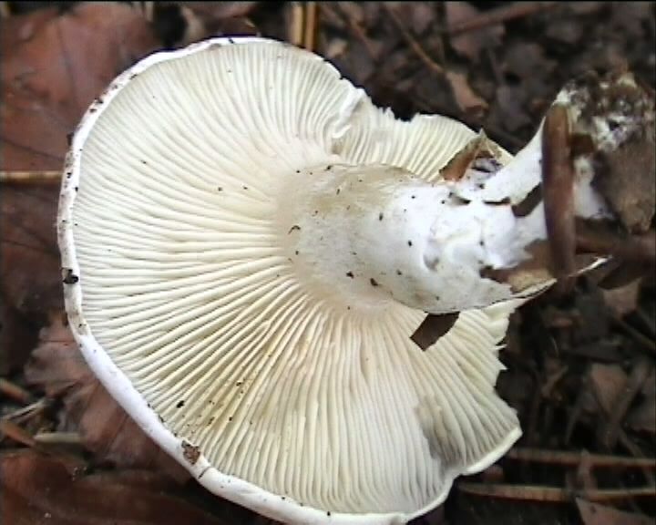 Clitopilus  cystidiatus       Hauskn. & Noordel.